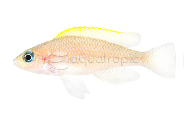 Caudopunctatus Shell Dweller :: 18114