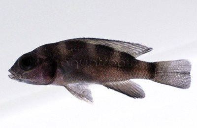 Five-Bar Tretocephalus :: 18118