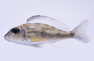 Black-Eared Melanostigma :: 18124