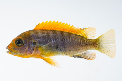 Blue Face Buescheri :: 18134