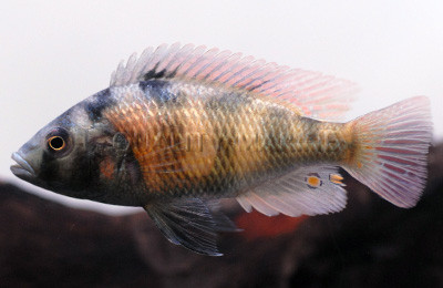 Red Fin Obliquidens :: 18146