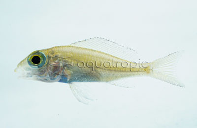 Big Eye Mouthbrooder Macrops :: 18149