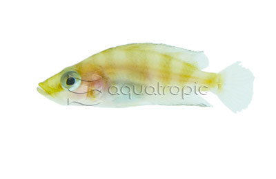 Calvus Golden Head :: 18154
