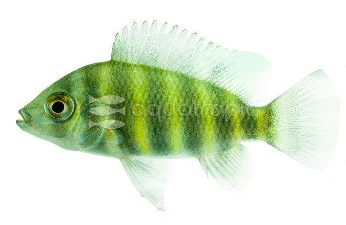 Zebra Tilapia Buttikoferi African Cichlid :: 18185