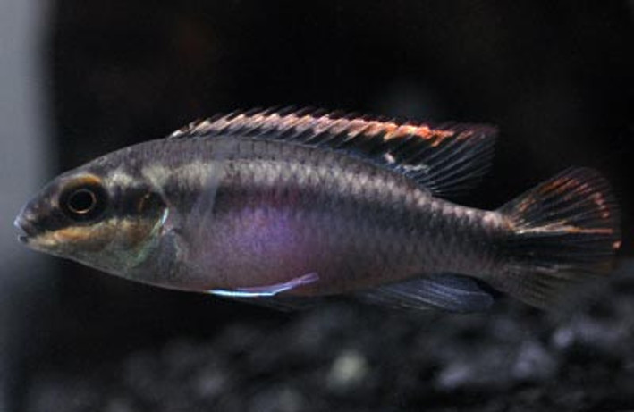 Kribensis Yellow :: 18205