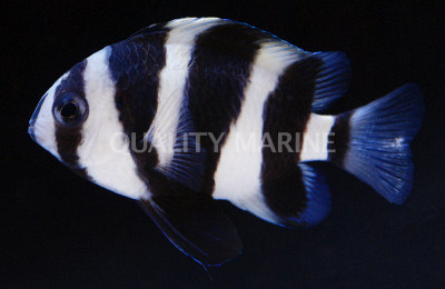 Footballer Chromis :: 15140