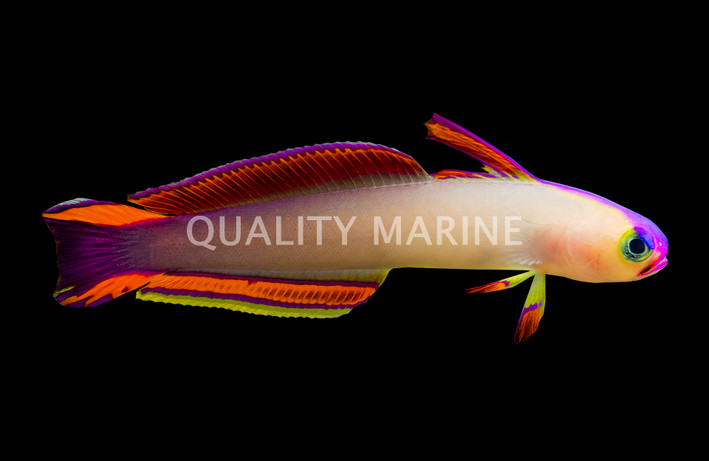 Purple Firefish