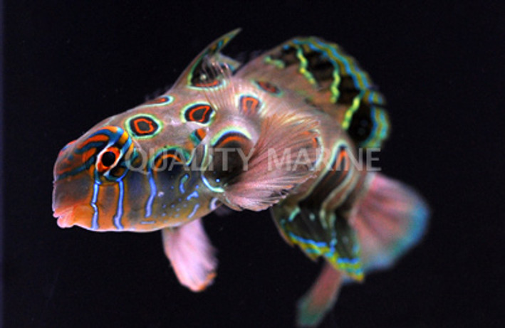 Spotted Mandarin :: 18531