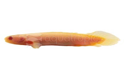 Senegalus Albino :: 11002