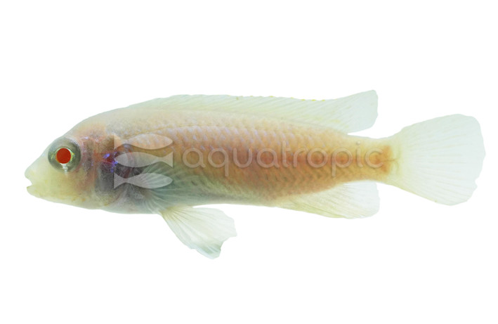 Socolofi Snow White Cichlid :: 18006
