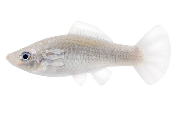 Silver Molly :: 47011