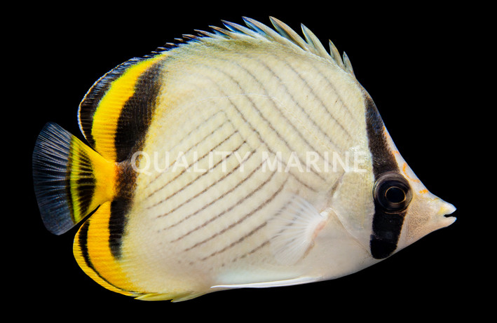 Vagabond Butterflyfish