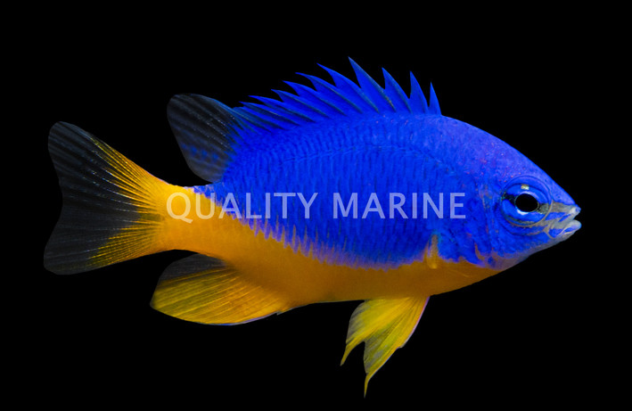 Azure Damselfish