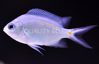 Spiny Chromis :: 15027