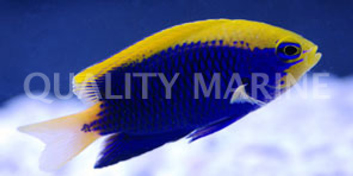 Starcki Damselfish :: 15051