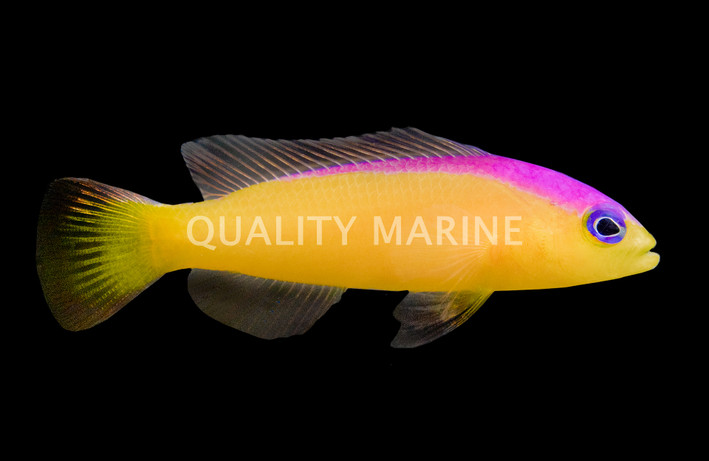 Diadema Dottyback