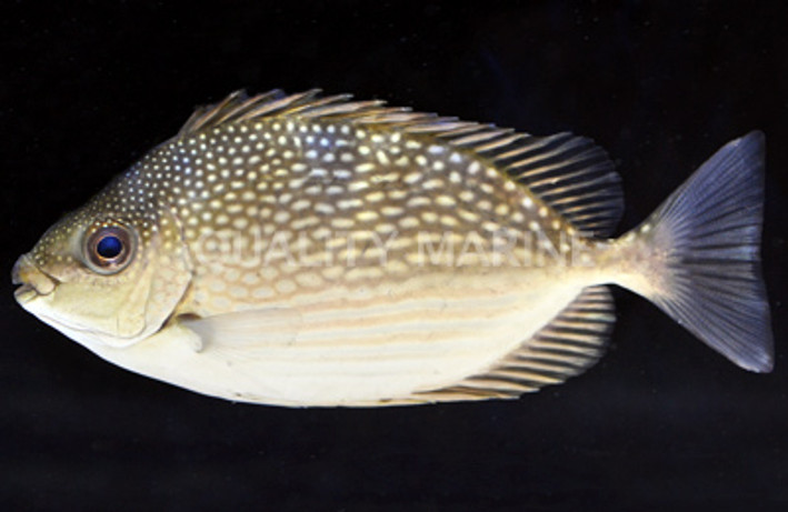 Streaked Rabbitfish :: 27004