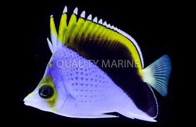 Tinkeri Butterflyfish :: 13141