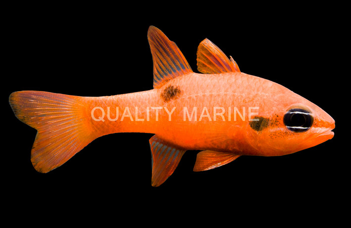 Twospot Cardinalfish