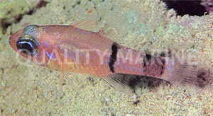 Twobelt Cardinalfish :: 13517