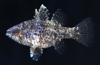 Variegated Cardinalfish :: 13526