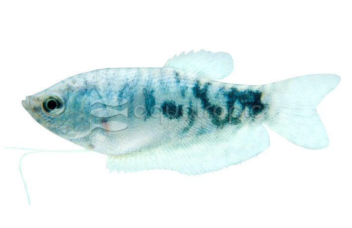 Opaline Gourami :: 36326