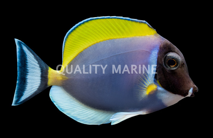 Powder Blue Tang