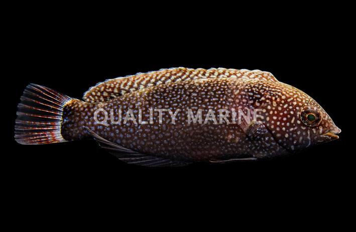 Black Leopard Wrasse