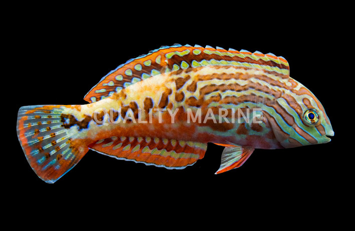 Blue Star Leopard Wrasse, Male