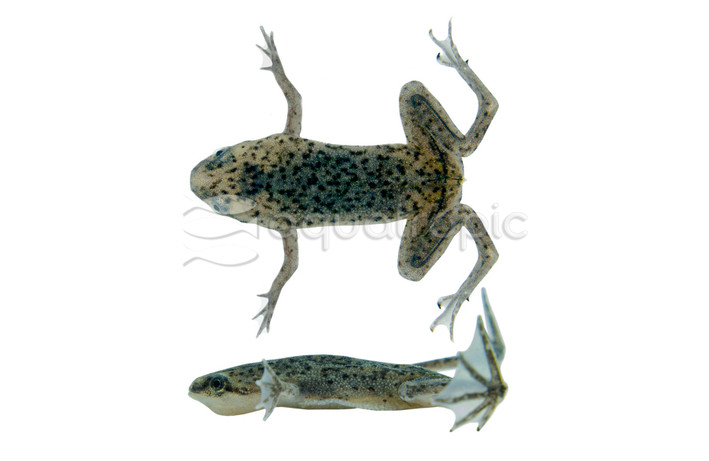 Dwarf African Frog :: 01000