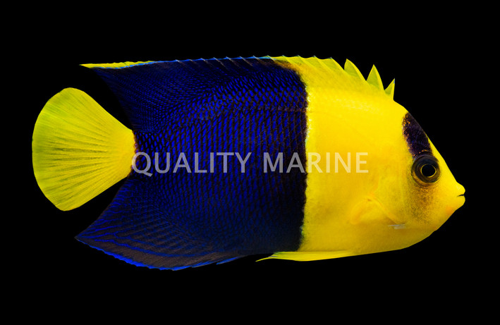 Bicolor Angelfish