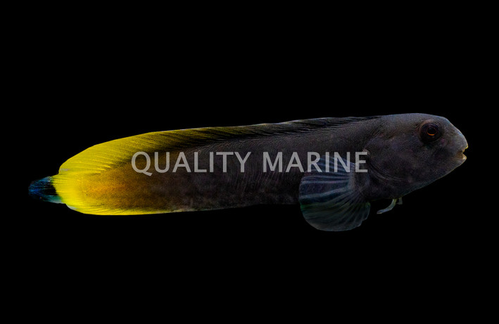 Yellowfin Blenny