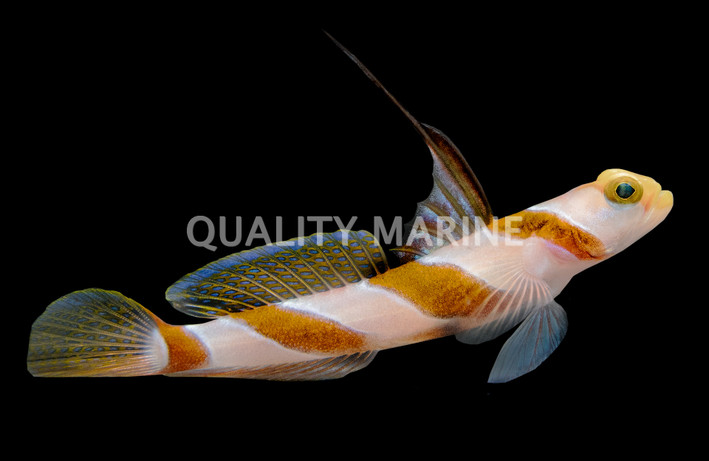 Hi Fin Red Banded Goby