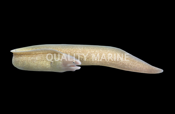 Grayface Moray Eel