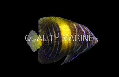 Asfur Angelfish, Juvenile :: 10184