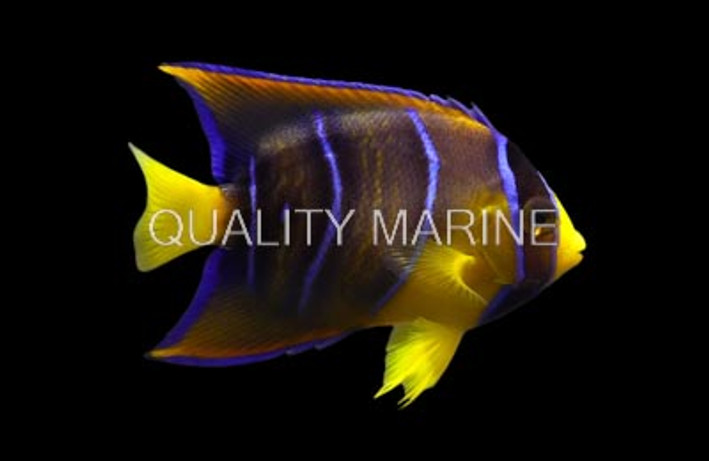 Queen Juvenile, Brazil :: 10209