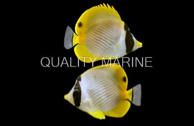 Philippine Butterflyfish :: 13017
