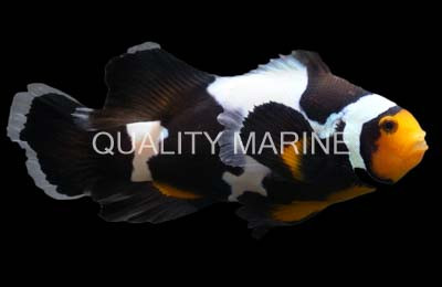 Longfin Snow Storm Clownfish :: 14161