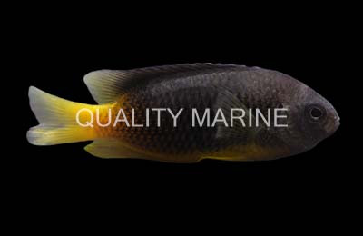 Caerulean Damselfish :: 15089