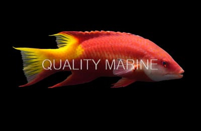 Brazil Cuban Hogfish :: 21529