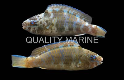 Blue Barred Parrotfish :: 24015
