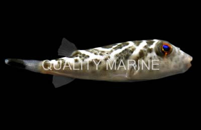 Bullseye Pufferfish :: 26546