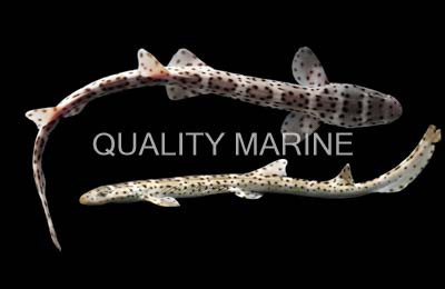 Australian Marbled Cat Shark :: 29027