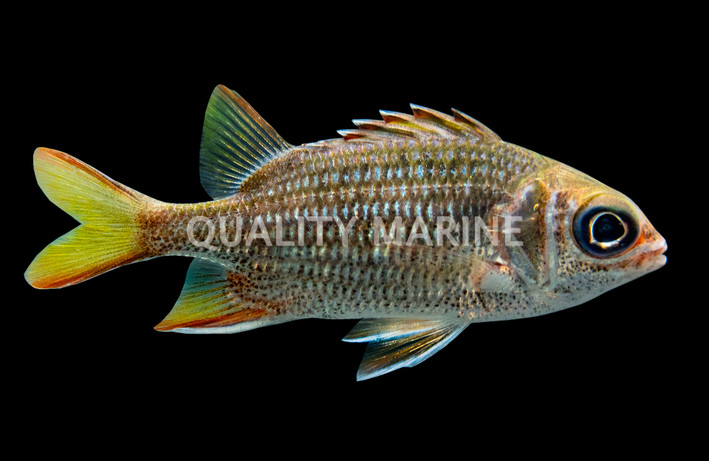 Panamic Soldierfish