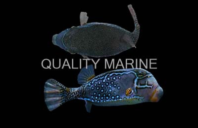 Reticulate Boxfish :: 33008