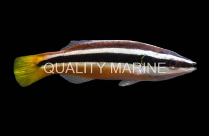 Yellowtail Tubelip Wrasse :: 33523