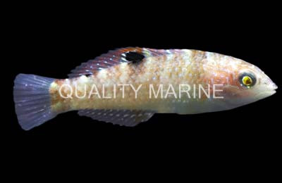 Banded Wrasse :: 33820