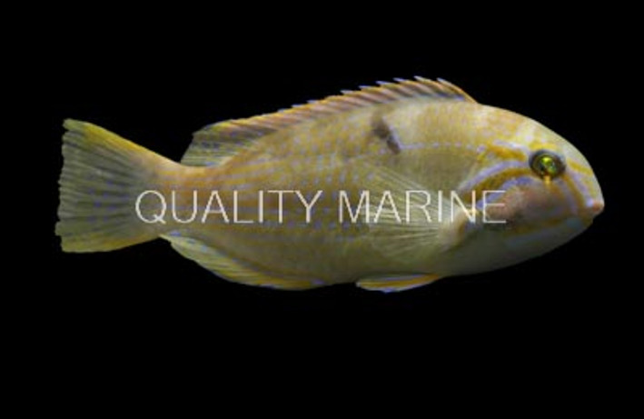 Blue Tuskfish :: 33866