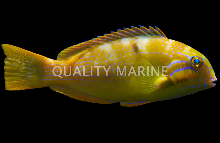 Blackspot Tuskfish