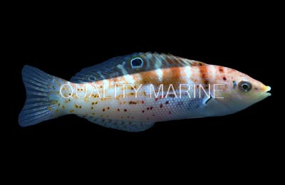 Batu Coris Wrasse :: 33885